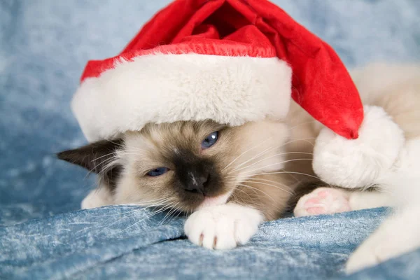 Ładny Mały Kotek Szuka Zupełnie Niezadowolony Santa Kapeluszu — Zdjęcie stockowe