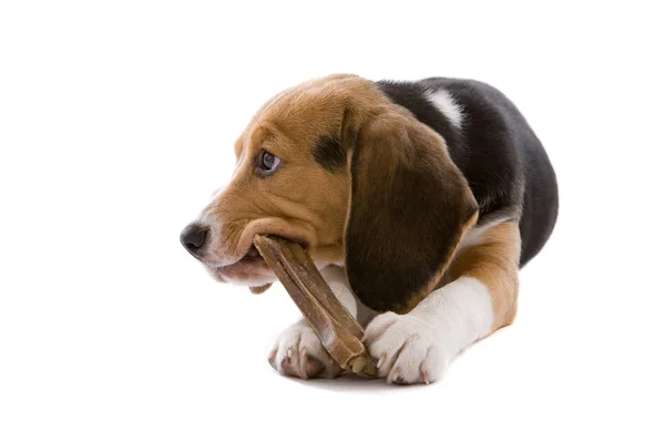 Adorable Cachorro Joven Perro Masticando Hueso Sobre Fondo Blanco — Foto de Stock