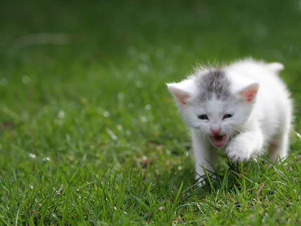 Little Kitten Screaming Attention — Stock Photo, Image