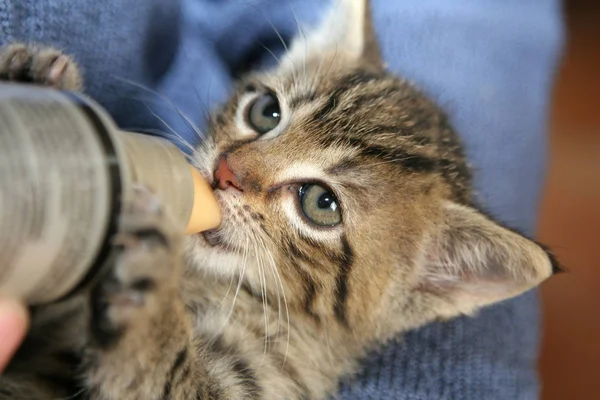Little Tabby Kitten Drinking Bottle — Stock Photo, Image