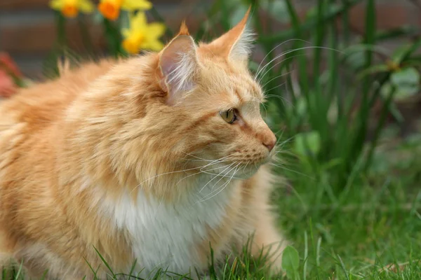 Beautiful red cat sitting outdoors watching