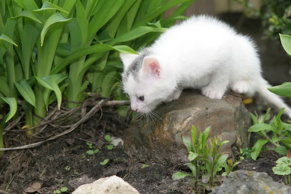 Μικροσκοπικό Λευκό Γατάκι Ψάχνει Γύρω Από Τον Κήπο — Φωτογραφία Αρχείου