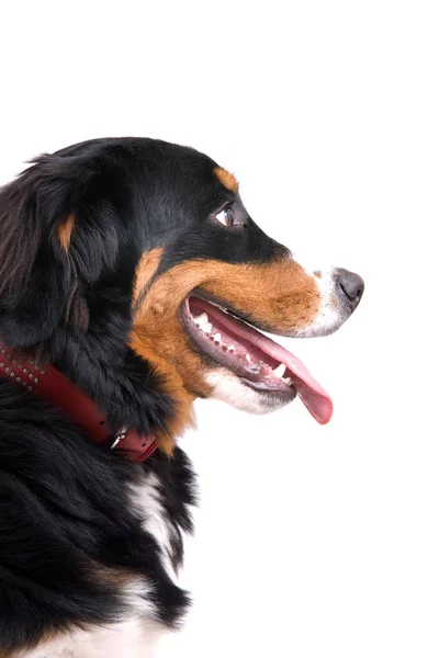 Jolie Bernese Chien Montagne Regardant Côté — Photo