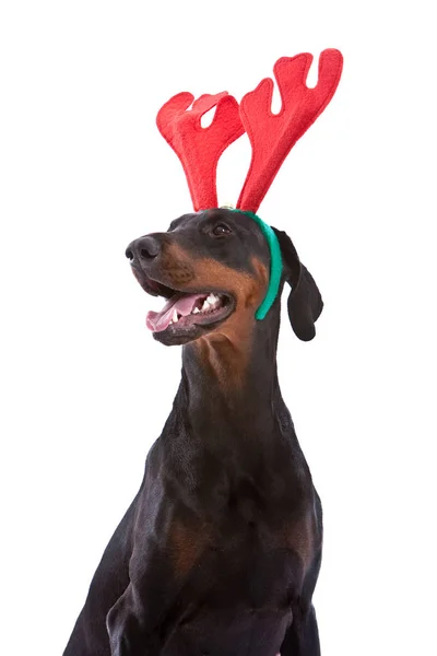 Jovem Doberman Pincher Com Uma Roupa Rena Rudolf — Fotografia de Stock