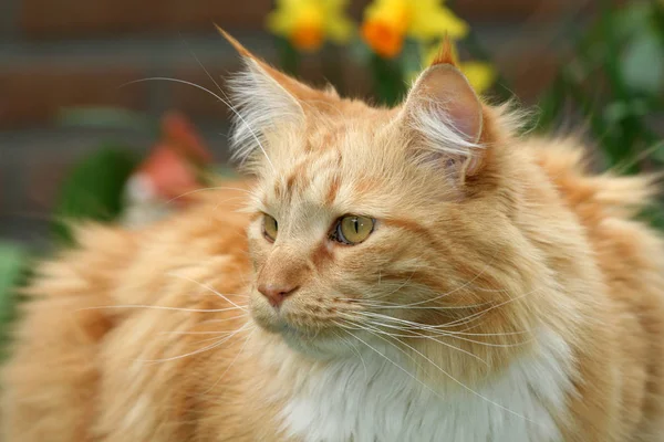 Χαριτωμένη Χνουδωτή Κόκκινη Γάτα Πορτρέτο — Φωτογραφία Αρχείου