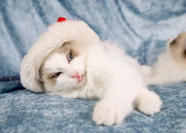 Cute Little Kitten Wearing Santa Hat Sticking Out Tongue — Stock Photo, Image