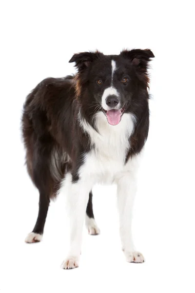 Hermosa Joven Frontera Collie Sobre Fondo Blanco —  Fotos de Stock