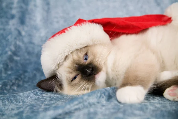 Niedliches Kleines Kätzchen Mit Weihnachtsmütze Liegen — Stockfoto