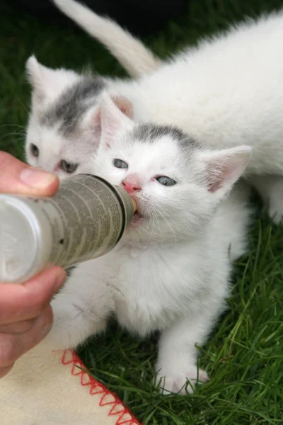 Small White Kittens Drinking Milk Bottle — Stock Photo, Image