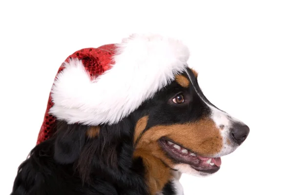 Młody Pies Kapeluszu Boże Narodzenie — Zdjęcie stockowe