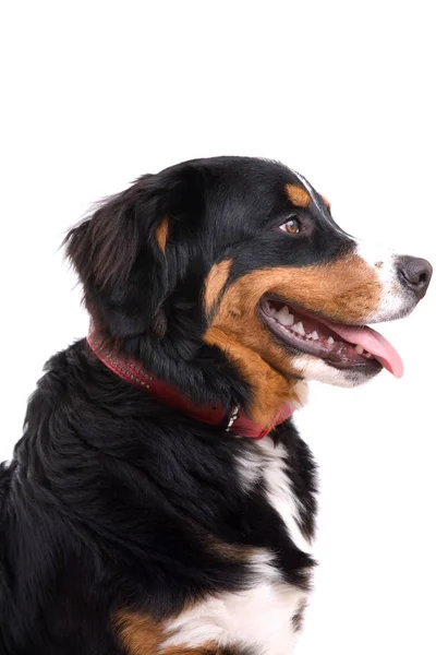 Schattig Berner Sennenhond Zitten Met Zijaanzicht Hijgen — Stockfoto