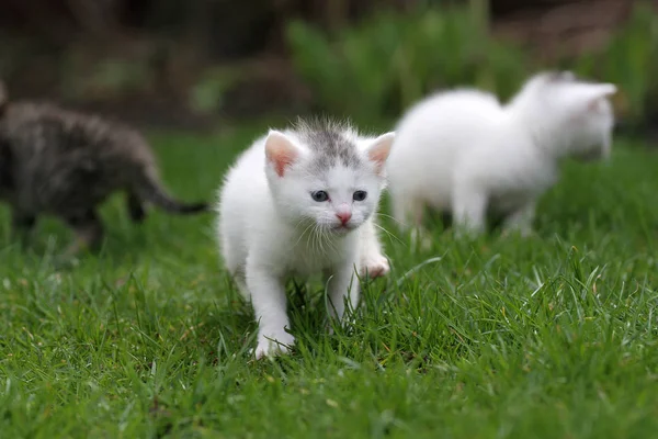 Three Small Kittens Out First Time Big World — Stock Photo, Image