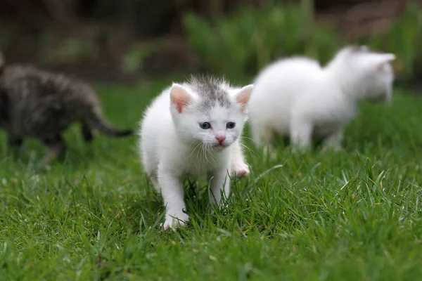 Drie Kleine Kittens Voor Het Eerst Uit Grote Wereld — Stockfoto