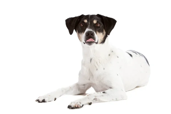 Bonito Perro Mirando Sorprendido Con Lengua Que Sobresale Boca —  Fotos de Stock