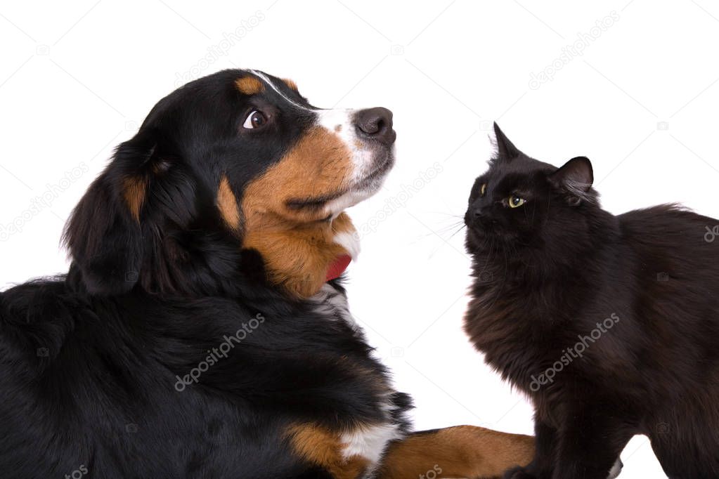 Young dog and a cat standing face to face