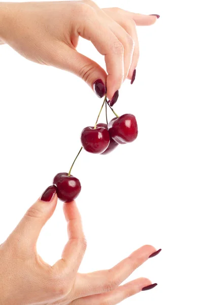 Vrouw Handen Plukken Kersen Witte Achtergrond — Stockfoto