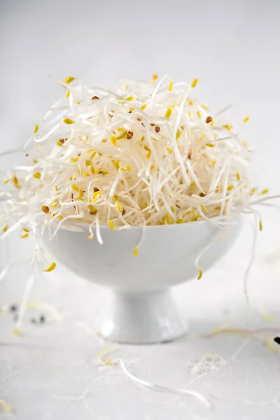 Alfalfa Sprouts Tiny Small Cup — Stock Photo, Image