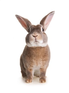 Şirin bir tavşanın portresi.