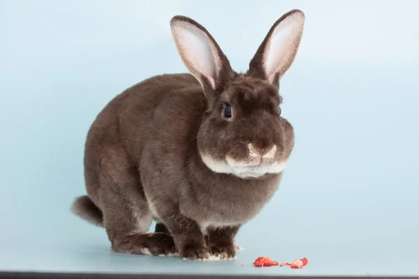 Хороший коричневый домашний кролик в качестве домашнего любимца — стоковое фото