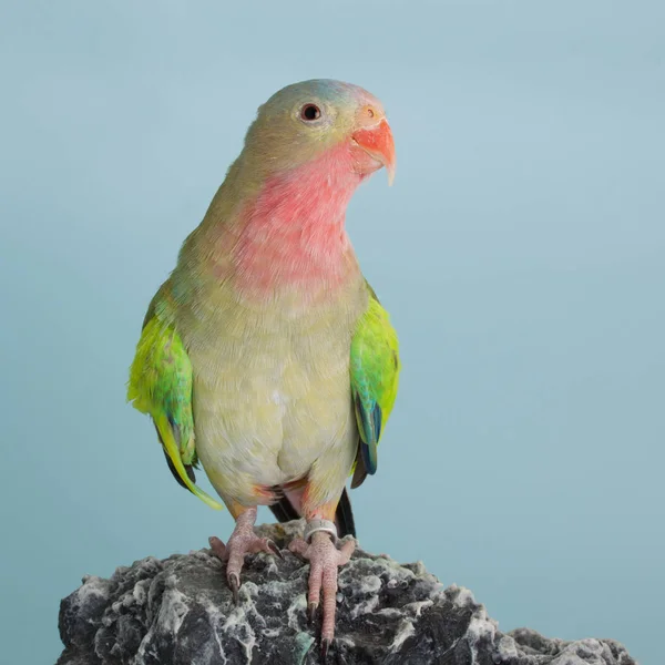 Principessa pappagallo come animale domestico — Foto Stock
