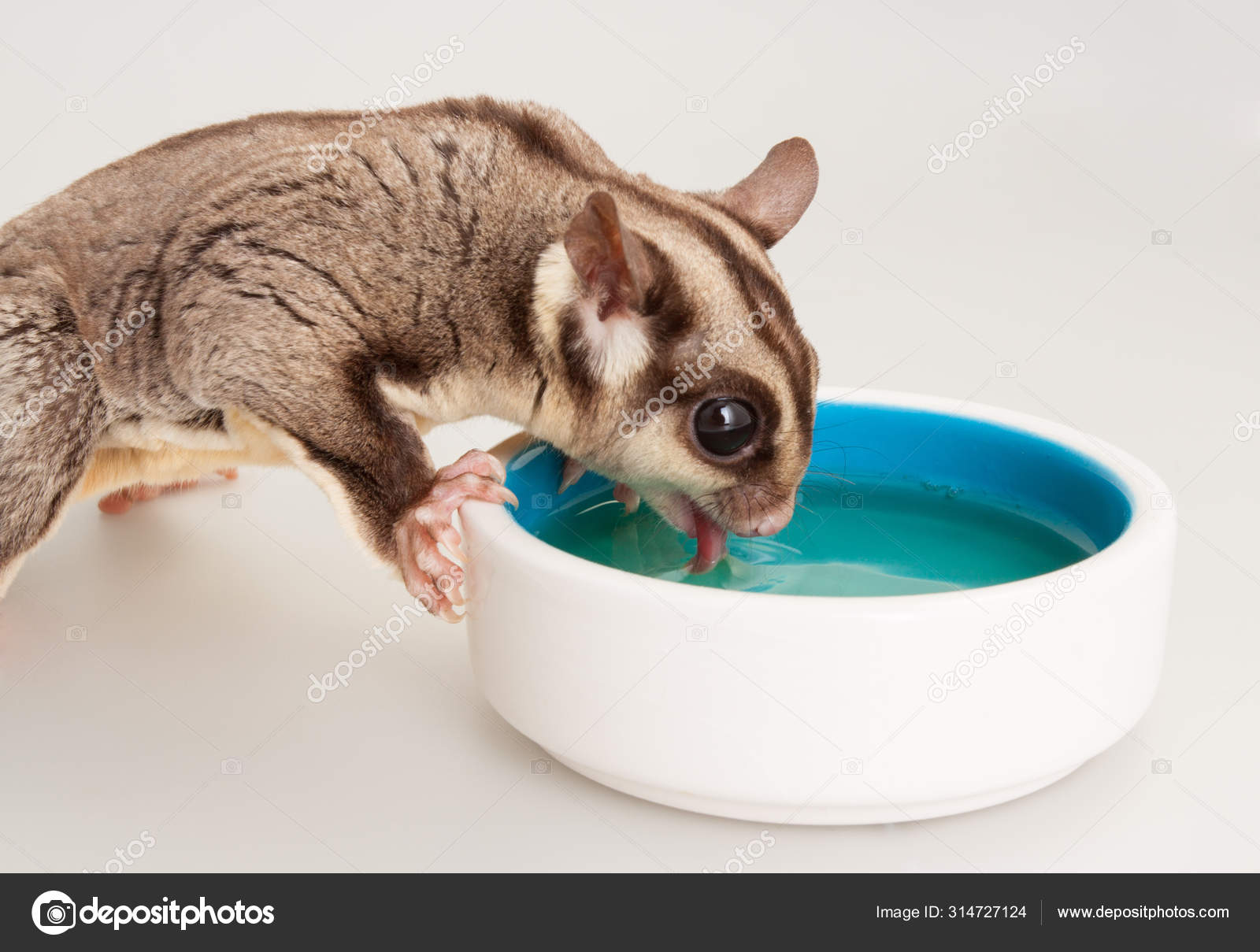 Domestic Sugar Glider Rodent Domestic Animal Stock Photo C Lanalanglois