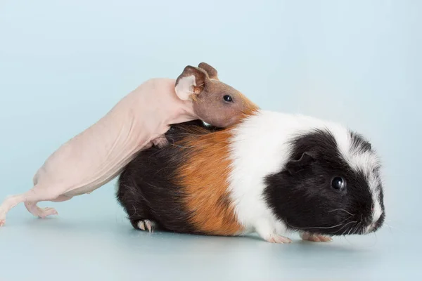 Cavia roditore animale domestico — Foto Stock