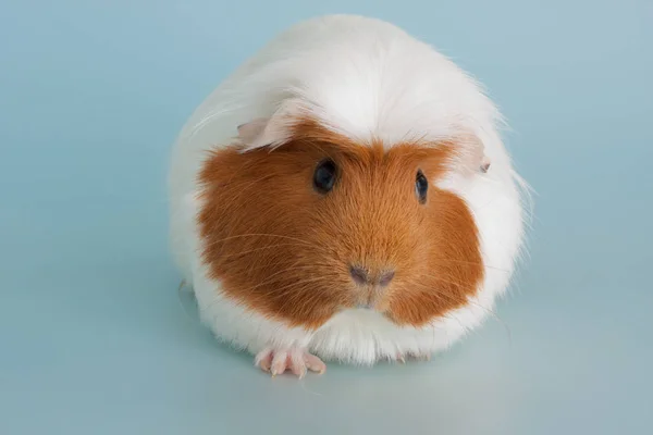 Guinea pig rodent domestic animal — Stock Photo, Image