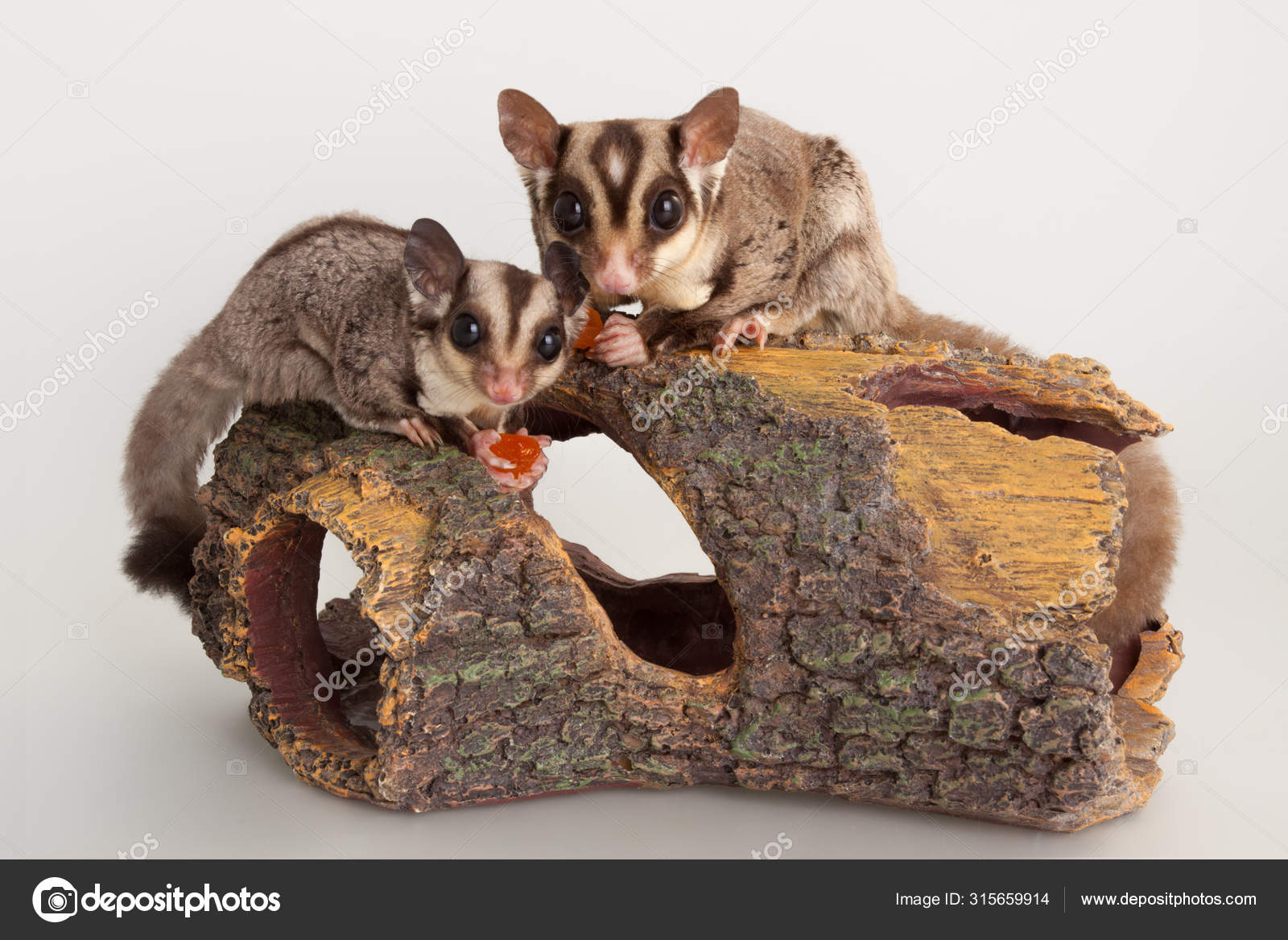 Domestic Sugar Glider Rodent Domestic Animal Stock Photo C Lanalanglois