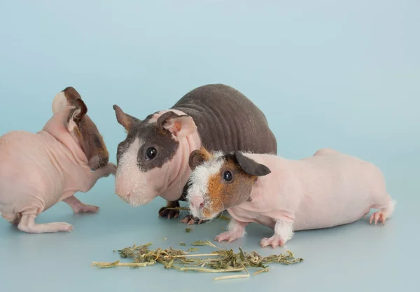 Cavia roditore animale domestico — Foto Stock