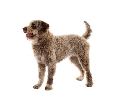 Lagotto romagnolo dog, pure breed isolated on white background clipart