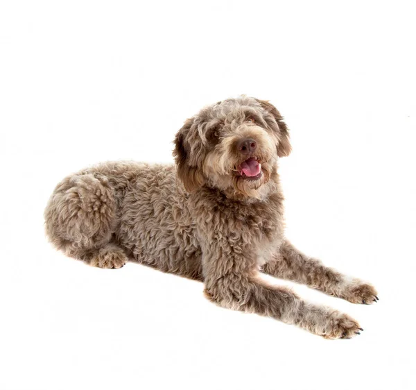 Lagotto Cão Romagnolo Raça Pura Isolado Fundo Branco — Fotografia de Stock