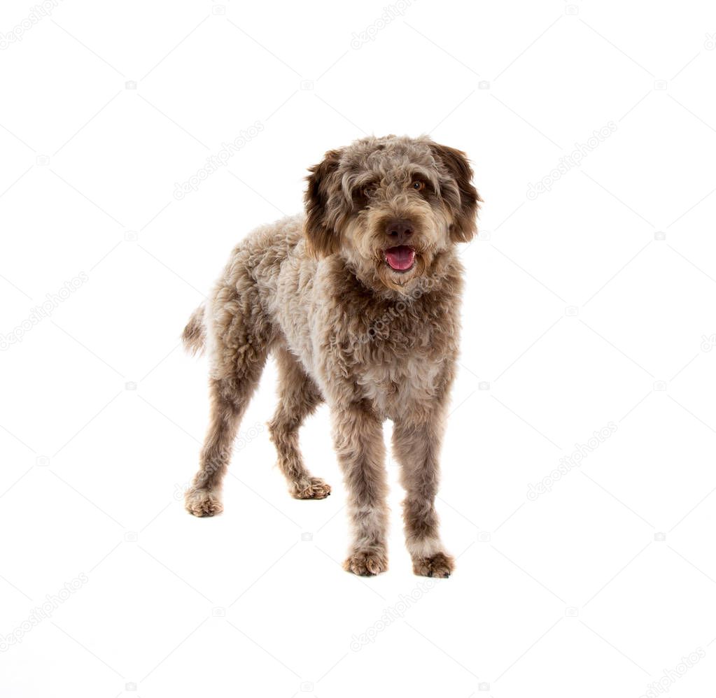 Lagotto romagnolo dog, pure breed isolated on white background