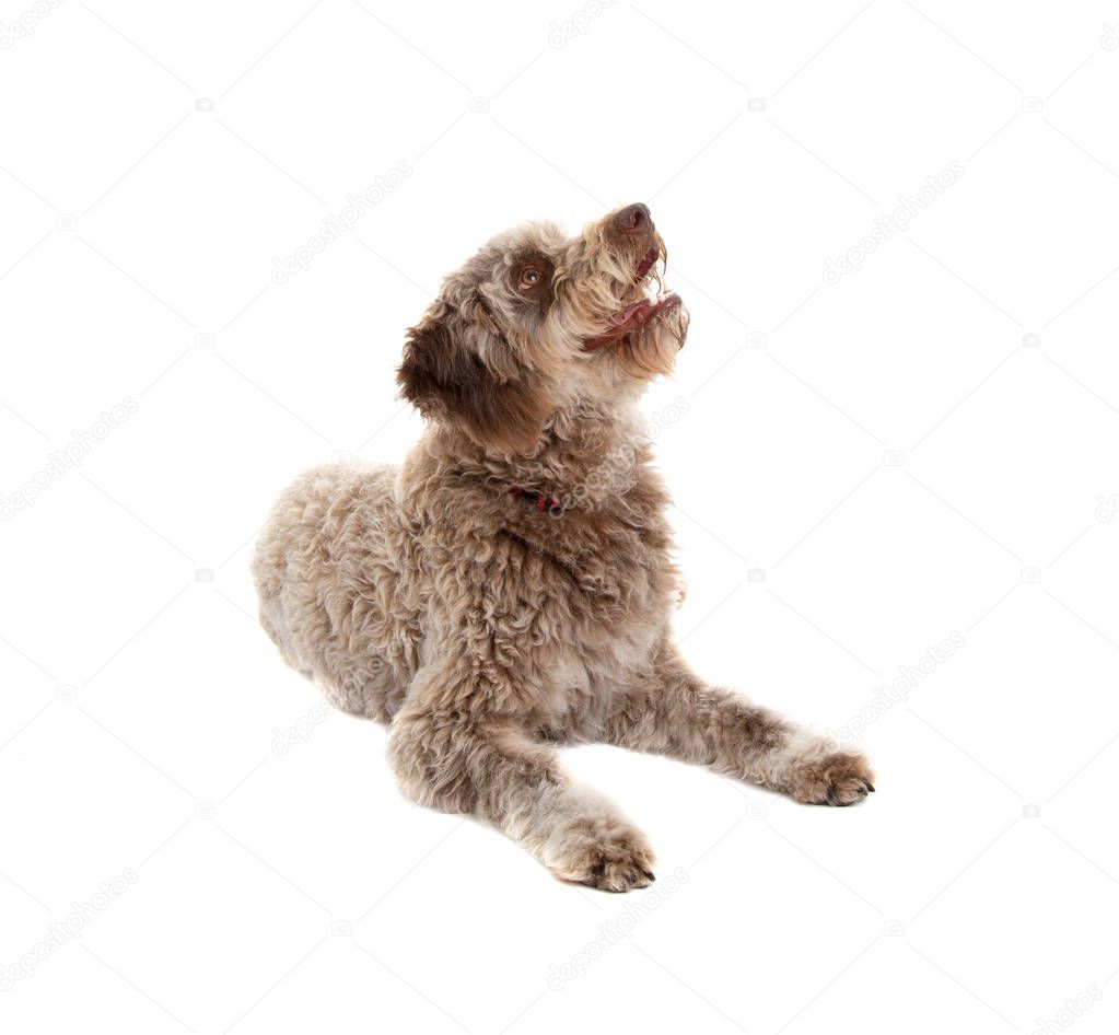 Lagotto romagnolo dog, pure breed isolated on white background