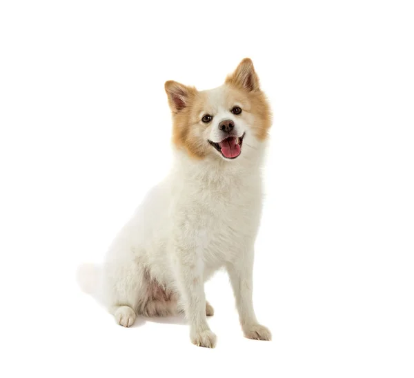 Spitz dog — Stock Photo, Image