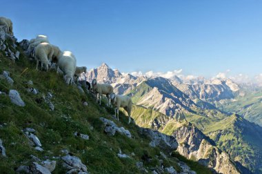 Eine Schafherde am Rauhorn