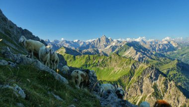 Eine Schafherde am Rauhorn