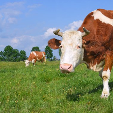 Yaz otlağında inekler