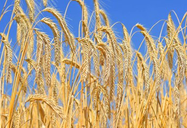 Kırsal manzara alanında tahıl