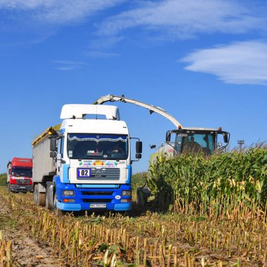 Kalush, Ukrayna 14 Eylül 2017: Mısır Silaj kasaba Kalush, Ukrayna tarlada olarak hasat .