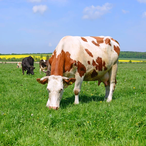 Koeien Een Zomerweide — Stockfoto