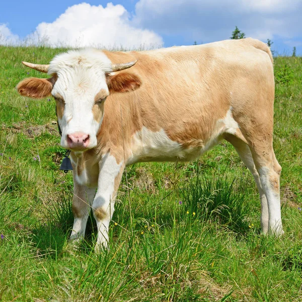 Het Kalf Een Zomer Weiland — Stockfoto