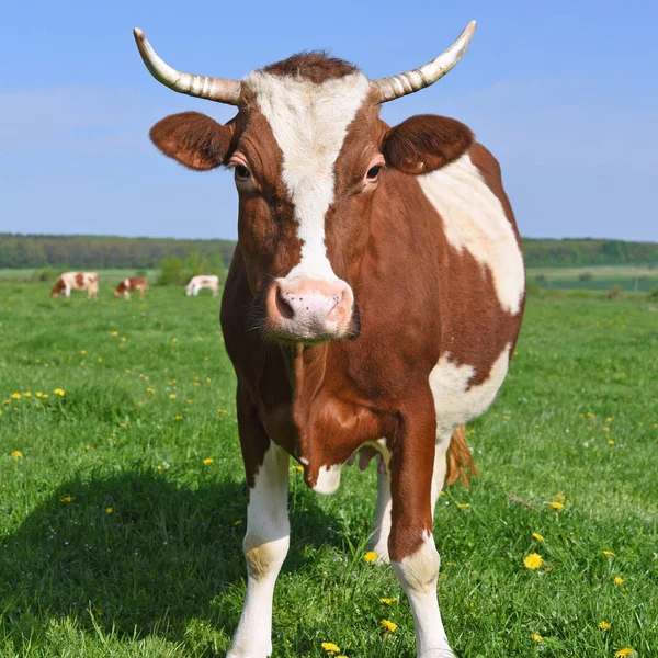 Koe Een Zomerweide — Stockfoto