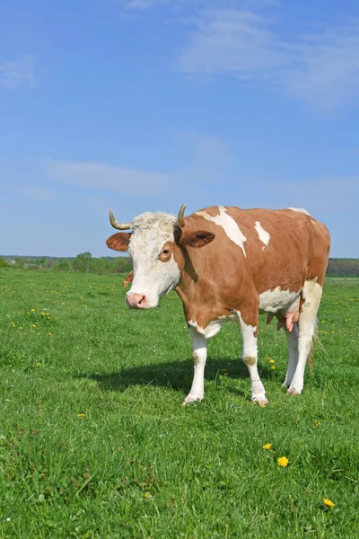 Vache Dans Pâturage Été — Photo