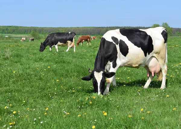 Kühe Auf Einer Sommerweide — Stockfoto