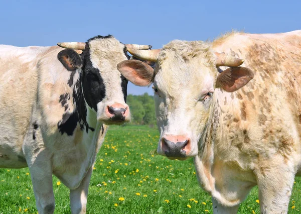 Koeien Een Zomerweide — Stockfoto