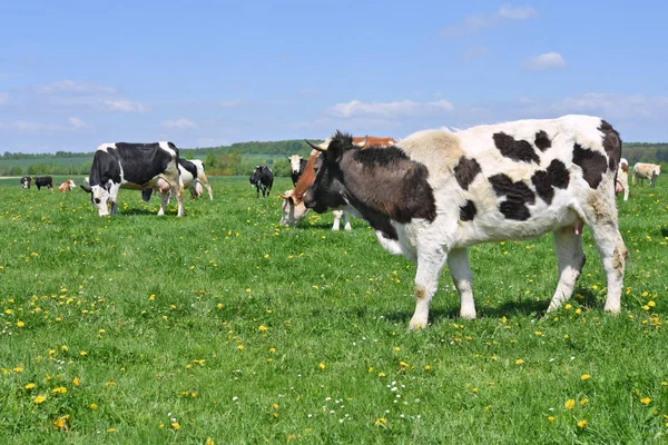 Tehenek Nyári Legelőn — Stock Fotó