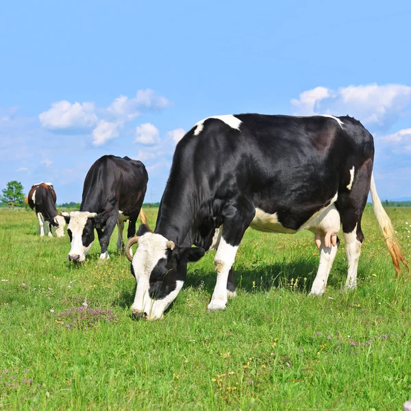 Cows Summer Pasture — Stock Photo, Image