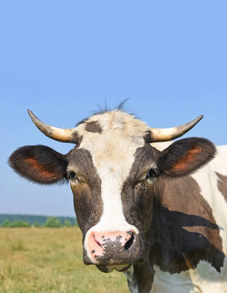 Cabeça Uma Vaca Contra Pasto — Fotografia de Stock