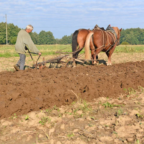 Kalush Ucrania Septiembre 2017 Fallow Field Manual Arow Horse Drawn —  Fotos de Stock