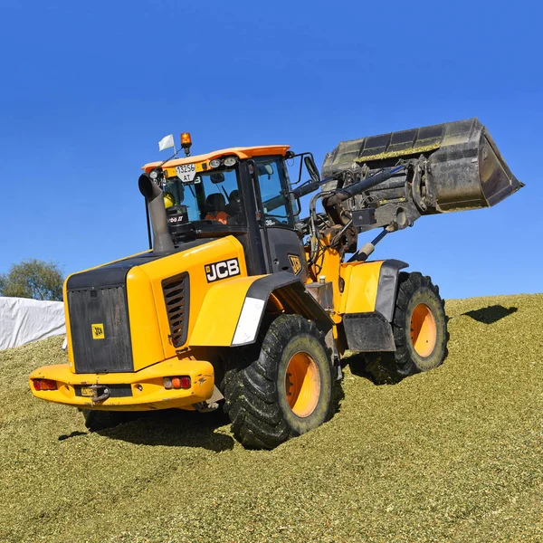 Kalush Ucrania Septiembre 2017 Ramming Corn Silage Silo Trench Dairy —  Fotos de Stock